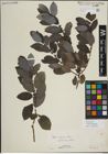 Foto von Salix myrsinifolia Salisb.